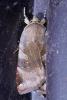 Noctua sp.